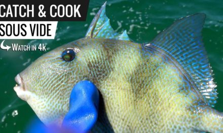 Catch and Cook Sous Vide – Mangrove Snapper, Grouper, and Many More Fish!