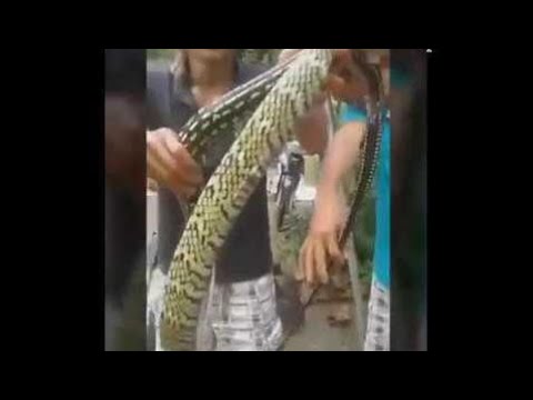 The Most Attractive Video Of Vietnam Made Snake Meat 2017